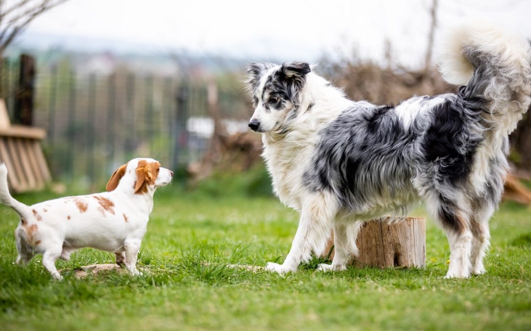 Bring Bello mit – Flohmarkt für Hundezubehör